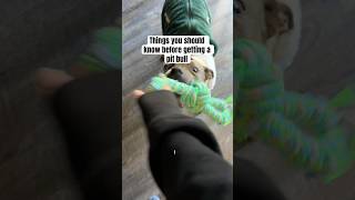 Things You Should Know Before Getting A Pit Bull