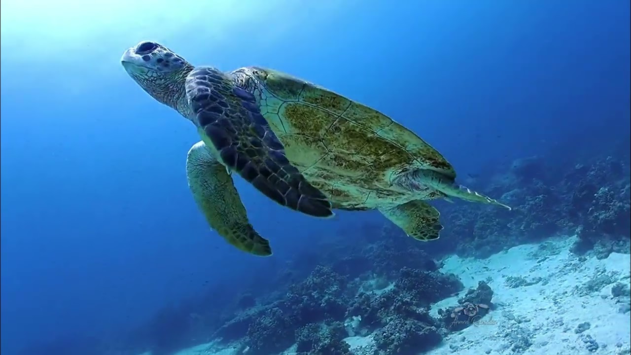 Sea Turtles | Underwater World | Ahmed Ramadan