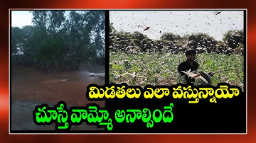 locust attacks Video Goes Viral ||locust attack india 2020|| Toptelugumedia