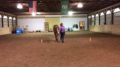 Marie Lynn Wieland & Winchester Dixon 19 & Over Sh...