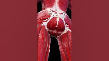 Female Pelvic Floor | 3D Anatomy Animation