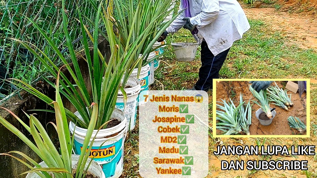 PENYEDIAAN TANAH, BAJA DAN CARA MENANAM NANAS DALAM TONG CAT (MALAYSIA)