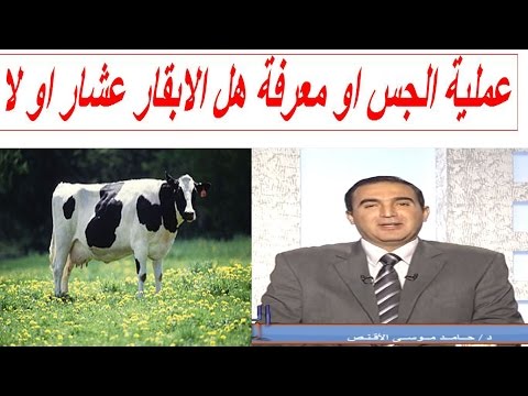 عملية الجس او معرفة هل الابقار عشار او لا