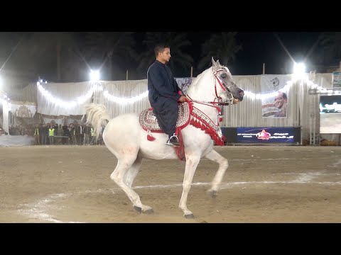 سفيان Rm وسلطان يحيي ابو مره مهرجان البحيرة الدولي الثامن عشر 2025 