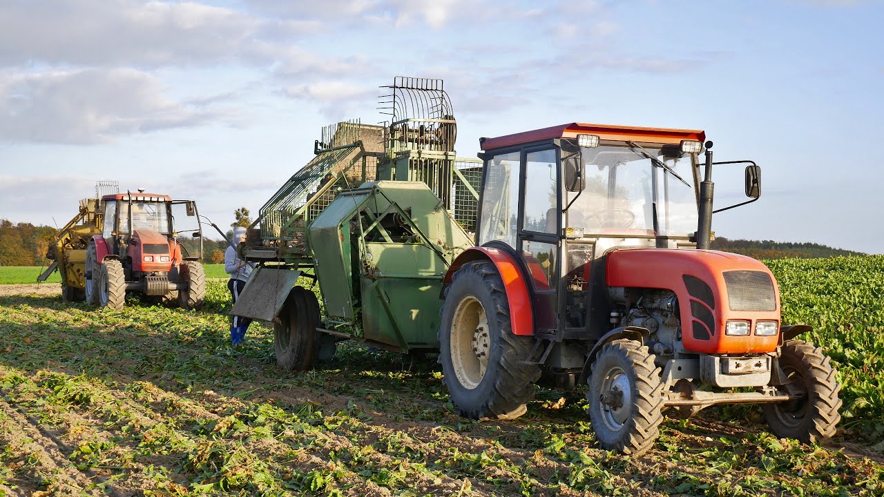 ☆NEPTUNY W AKCJI!☆KOPANIE BURAKÓW 2024!☆URSUS C-360 4X4☆FARMER F-10244 C1☆NEPTUN Z413☆AGROKUBA☆