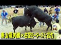 【沖縄闘牛】東山優武勝ｘ古堅モータース☆若力 2013.5.12