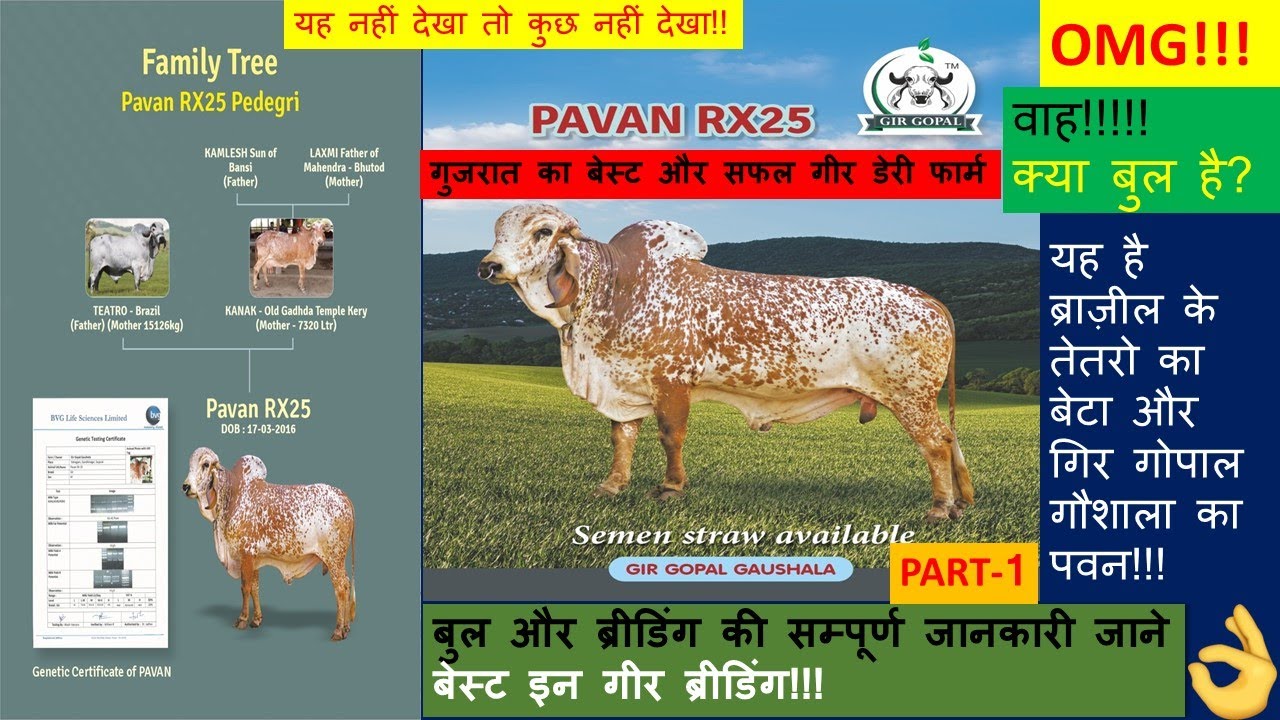 Gir Gopal Gaushala Best Gir Bull How To Increase Milk By Right gir-gopal-gaushala-best-gir-bull-how-to-increase-milk-by-right