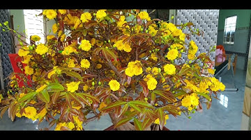 Nguồn gốc mai cúc thọ hương,(chú 5  Luyến)  ngày 01,02,2022 (mùng một Tết) ĐT 0977329080 hiền