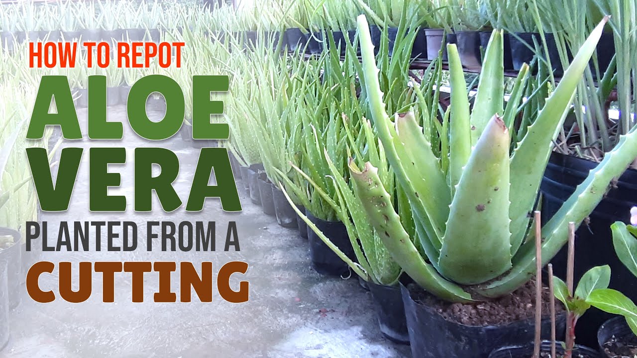 How To Repot an Aloe Vera Planted from a Cutting YouTube