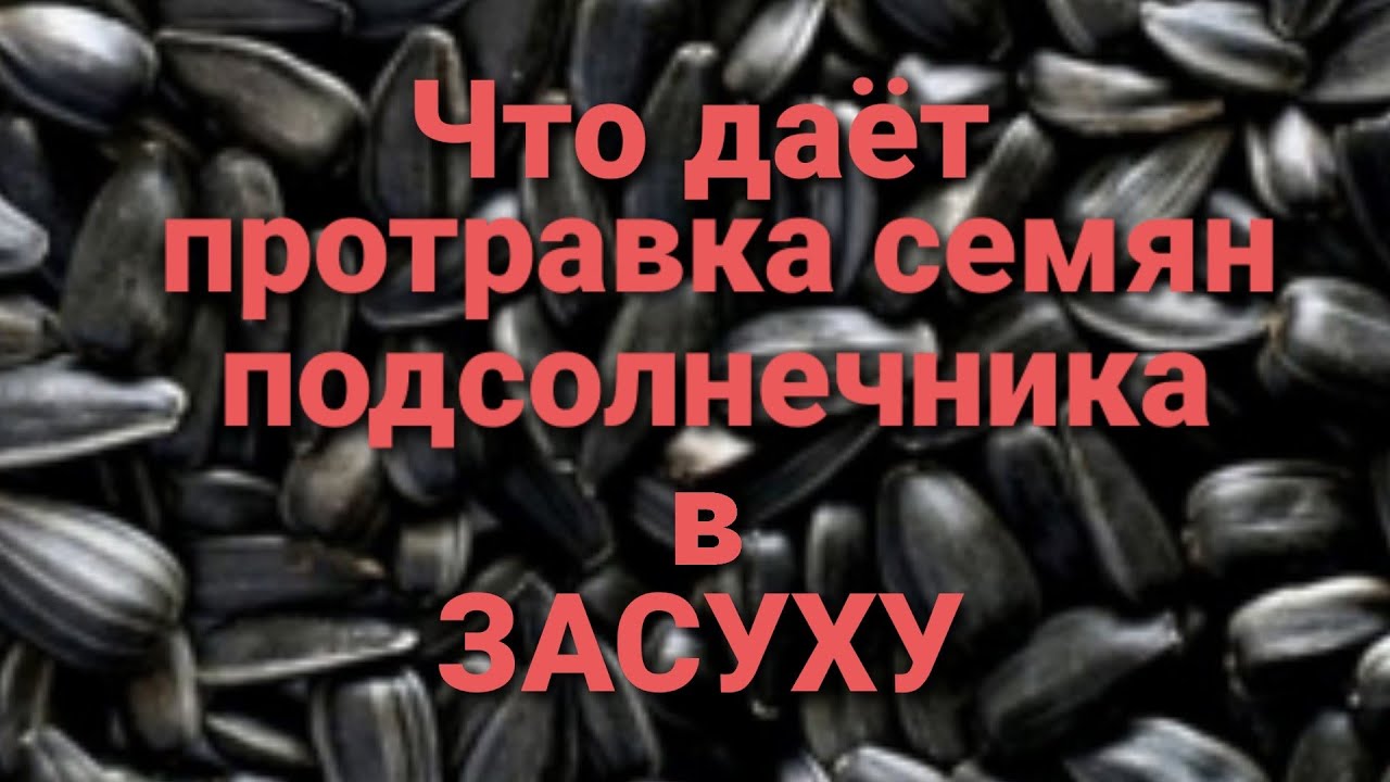 Семечки подсолнуха микроэлементы. Протравка семян подсолнечника. протравленные семена подсолнечника. обработка семян подсолнечника. червяки в семечках подсолнуха.