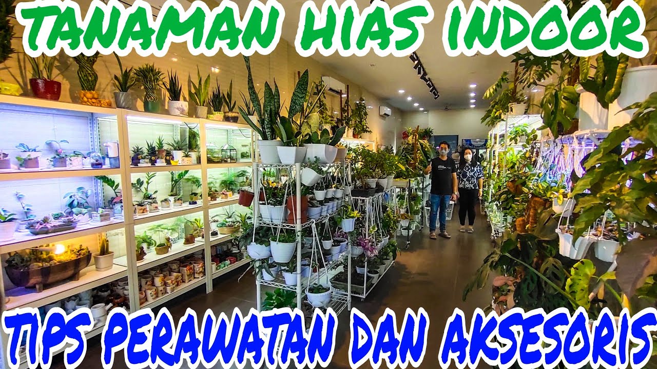 tanaman hias indoor, tips perawatan dan aksesoris indoor plants