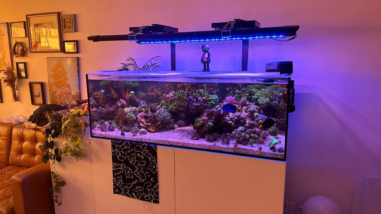 Reef Tank Update February 2023 Waterbox 105.4 Frag Tank Aquarium