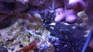 Brittle starfish hand feeding