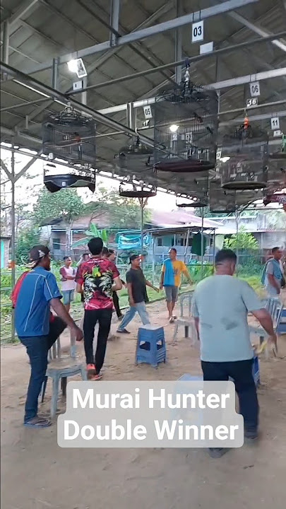 MURAI BATU HUNTER SABET DOUBLE WINNER #kacer #kicaumania #kenari #bunyimurai #burung