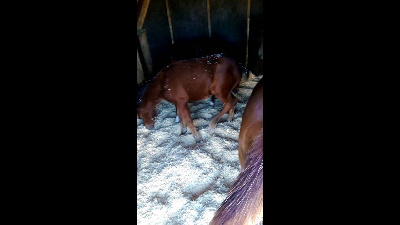 Three Rescued Orphaned Fillies Going for a Roll