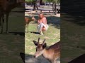 Nara Deer Park Japan Nara Park Deer Japan Foryou Animals Naradeerpark Cute Trending Pet 