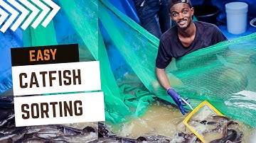 Quick and Easy CATFISH SORTING