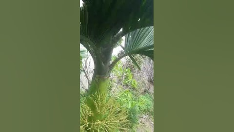 cách chăm sóc cây cau lùn ra nhiều hoa