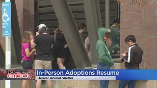 Pet Adoptions Resume At Denver Animal Shelter