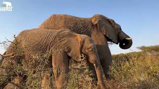 Unexpected Bonding Between Baby Elephant Khanyisa & Big Brother Mambo!