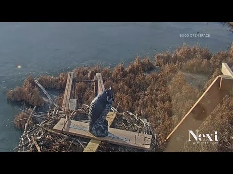 Party fowl: Fake owl guards osprey nest in Boulder Country, fends off geese