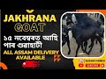 Jakhrana Goat farm in Assam | Jakhrana goat | Goat farm in Assam