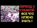 Переезд из России с собакой! #1:ВездеВместе