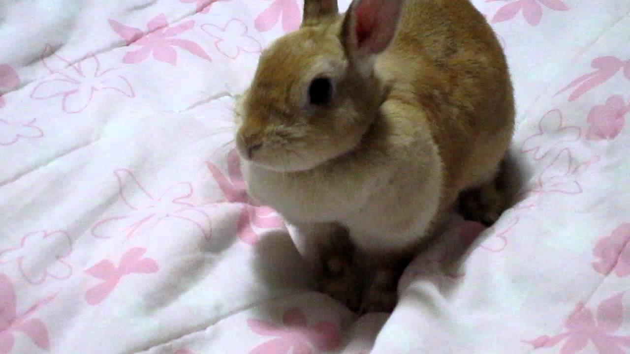 うさぎの仕草 掘る理由は何 生き物navi