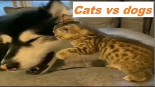 Favorite Friends / Cats vs dogs