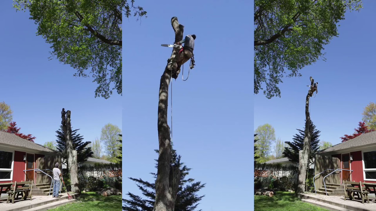 The Maple Tree - EOS R Time Lapse - YouTube