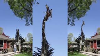 The Maple Tree - EOS R Time Lapse