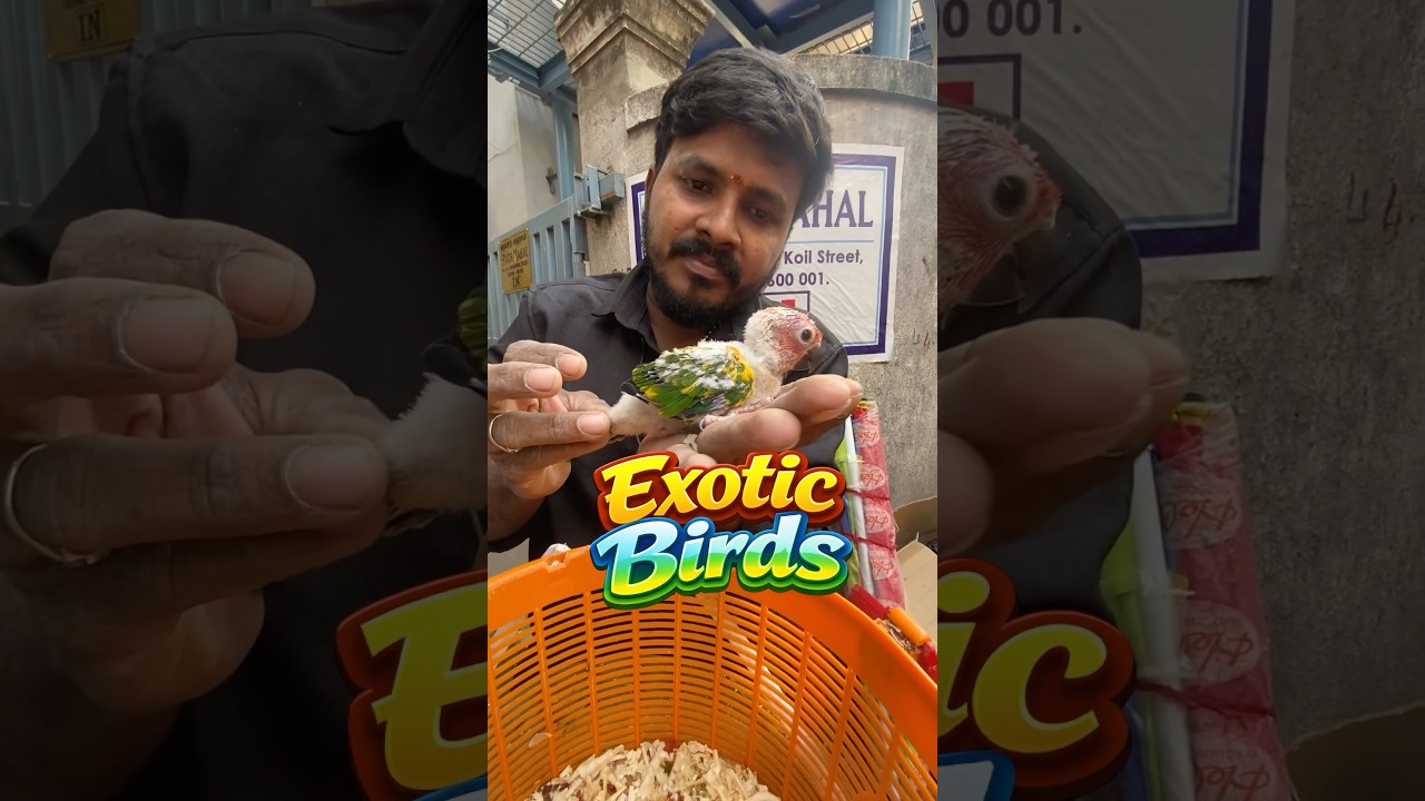 Exotic Birds | Colorful Parrots, Macaws & Cockatoos | Bird Lovers Paradise | Mr Hobbyist Tamil