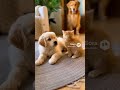 パンチ猫大人しくなる🤣🐱 Punch cat becomes quiet soon #japan #cute #ai #baby #kawaii #かわいい #犬 #dog #funny #ai