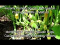 Benefits of Mid-Season Squash Pruning: Identifying & Treating Powdery Mildew, Squash Bugs & Beetles