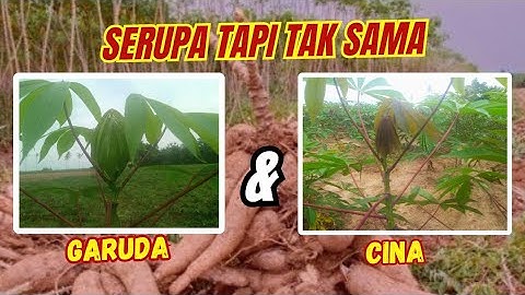 Cara membedakan singkong Garuda dan singkong Cina
