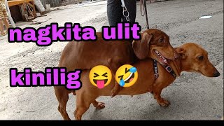 Nagpa Stud Ako Ng Dacshund..hindi Na Nahintay Ang Shooter