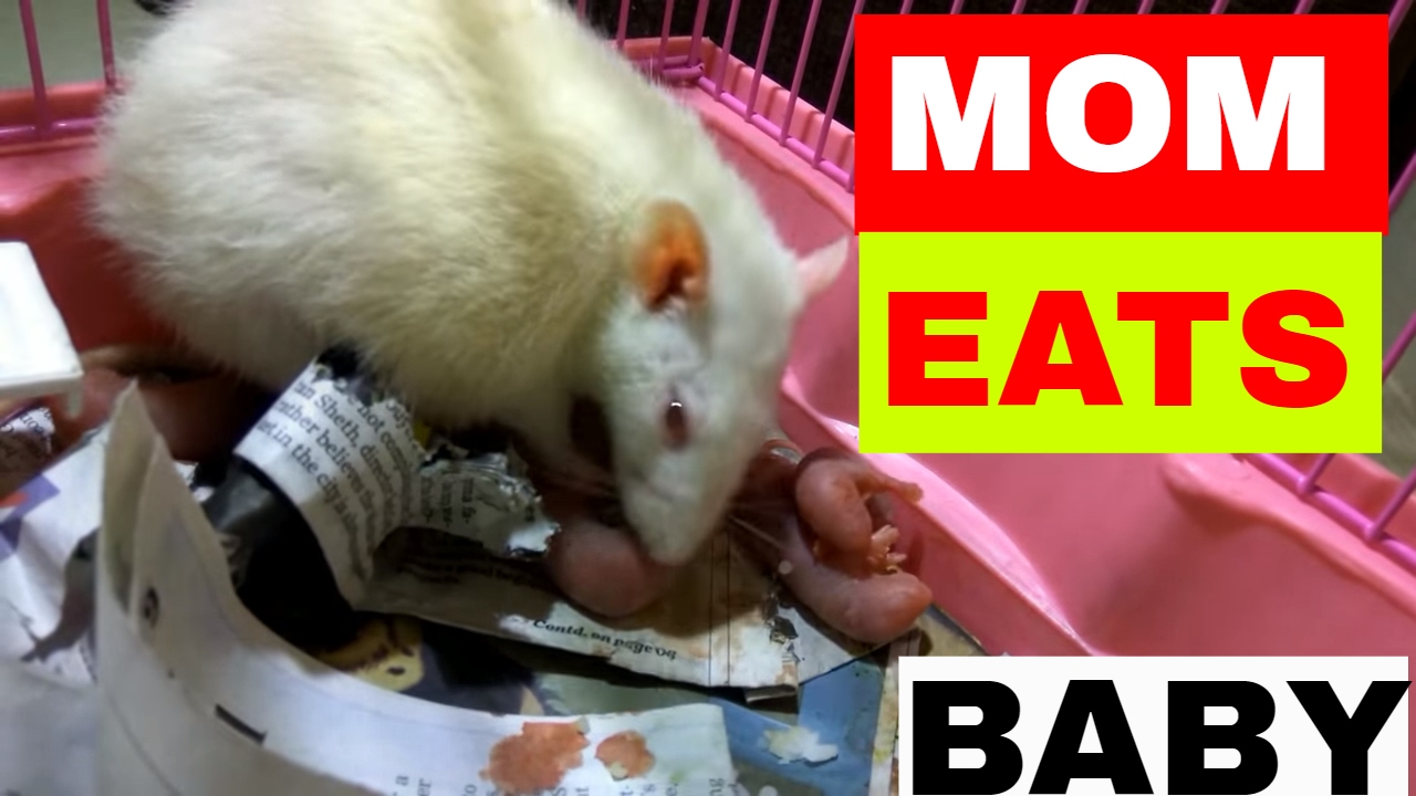 Mother Rat Eating Its Own Baby Viral Cannibal Facts Youtube