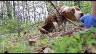 Pit Bull Found Chained To A Tree Outside Abandoned Home Makes A Remarkable Recovery