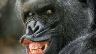 Suara Gorila 1 Jam Nonstop #gorila #gorillaz