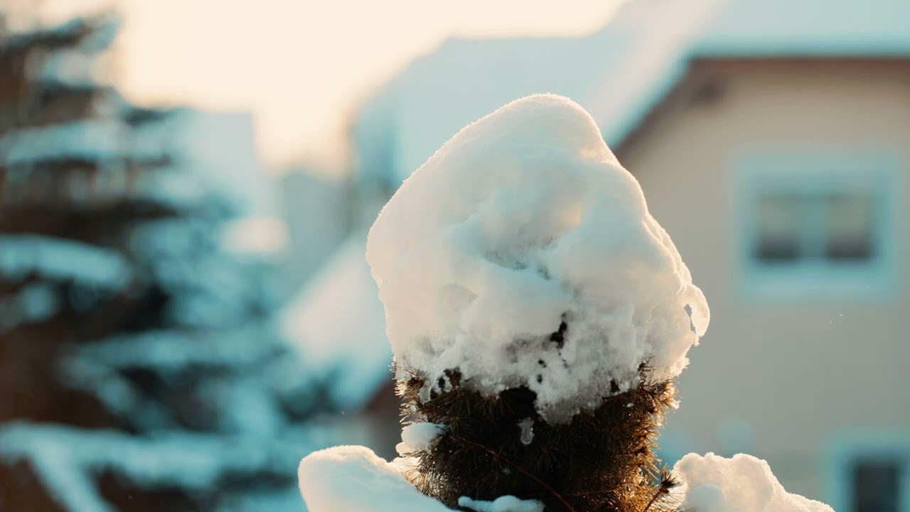 Close up of a frozen coniferous Tree from balcony covered in snow during a cold winter sunrise.