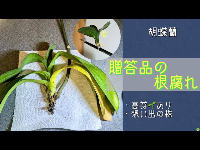 October 29, 2025 Phalaenopsis orchid - gifted orchid has root rot