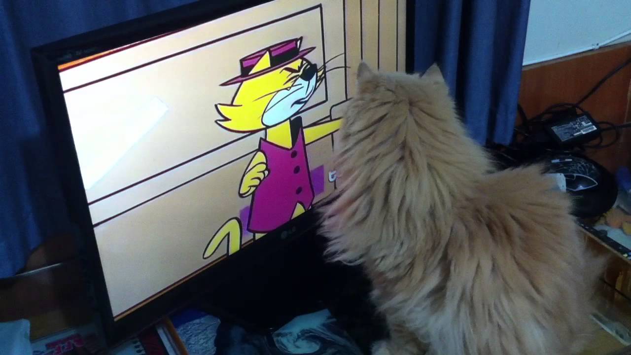 Lua watching Top Cat/Lua assistindo ao Manda-Chuva