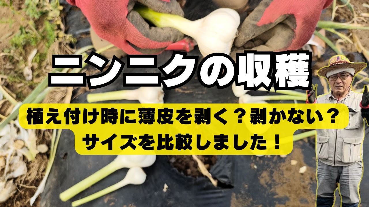 ニンニクの収穫とサイズ比較【タイミング】【ホワイト六片】2024年5月26日