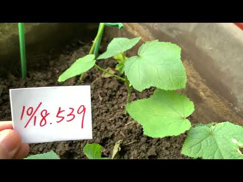【園藝539】10月18日(三)秋葵根系穩定了葉片挺起來！
