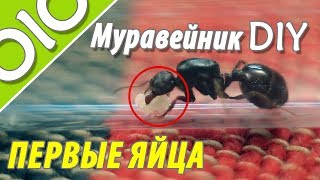 Муравейник своими руками.  Первые ЯЙЦА Серия  3 #olo