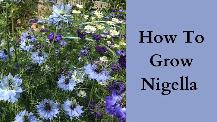 Entdecke die wunderbare Welt von Nigella: Blumenanbau leicht gemacht!