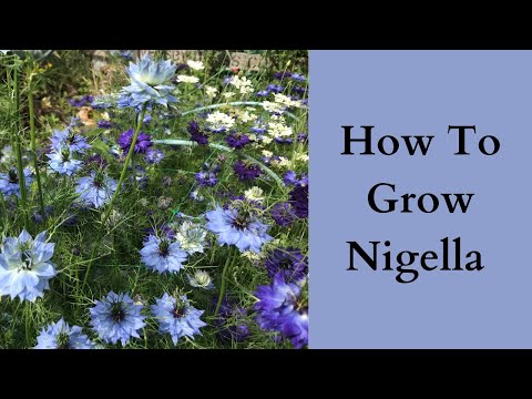 Video: Nigella Plant Info: Learn About The Care Of Love In A Mist Flower