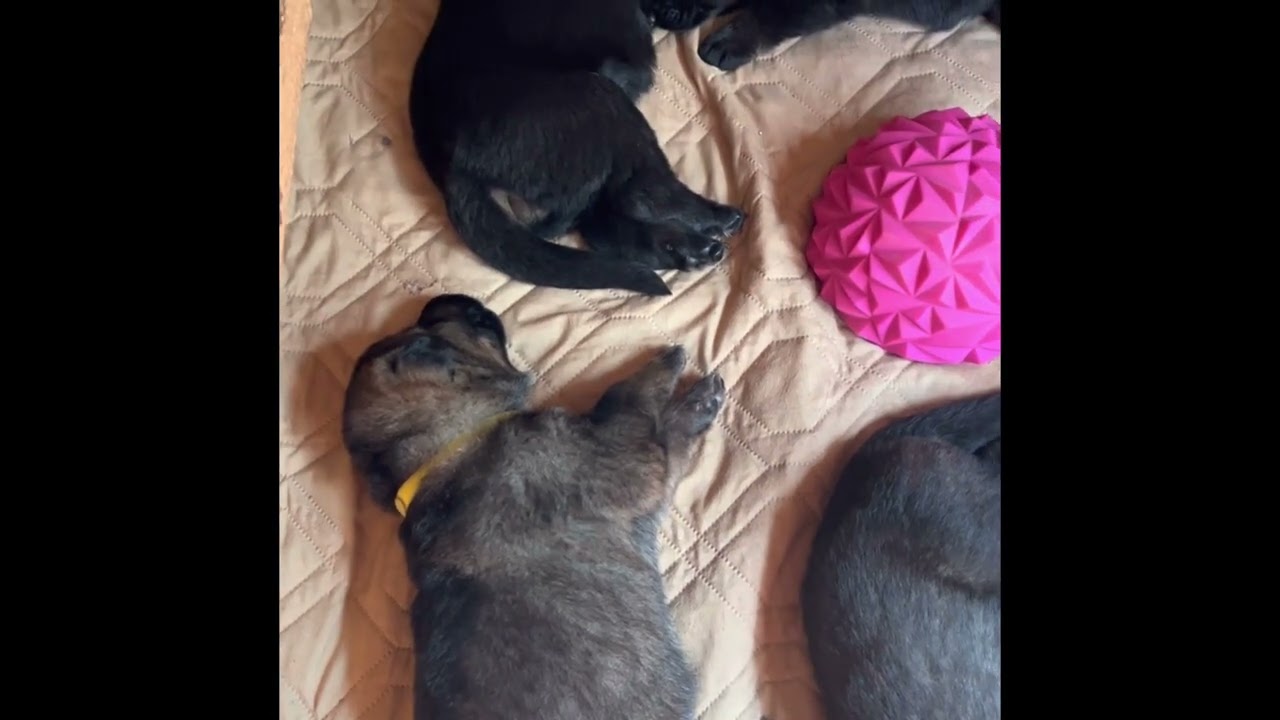 Puppy Secrets: Why Do Puppies Twitch While Sleeping? 