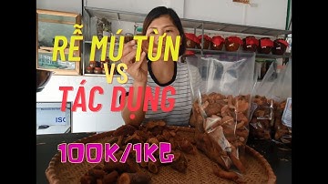 Rễ Cây Mú Từn - Tác Dụng mú từn - Giá 100k/1kg