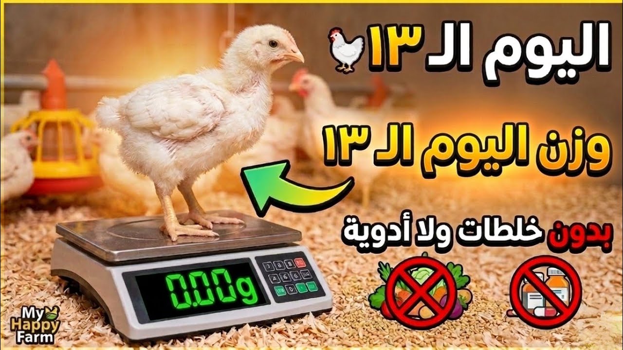 أوزان اليوم الـ 13بدون أدوية ولا خلطات محشي🐥وسر علف الشعرية في تقليل هدر العلف 